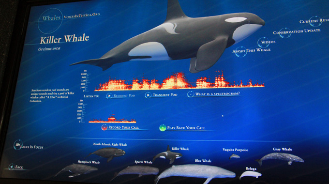 Whale song exhibit at the Aquarium of the Pacific